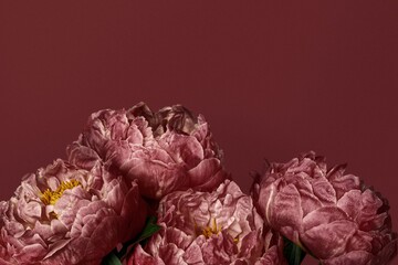 Dried pink peony background, design space