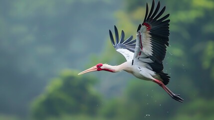 Maguari stork flying with blur background on wildlife - obrazy, fototapety, plakaty