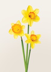 Beautiful blooming yellow daffodil flower