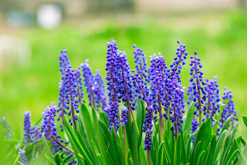 Tender blue muscari flowers in spring garden. Blue flowers. Muscari neglectum. Grape hyacinth. High quality photo