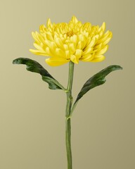 Beautiful blooming yellow chrysanthemum flower