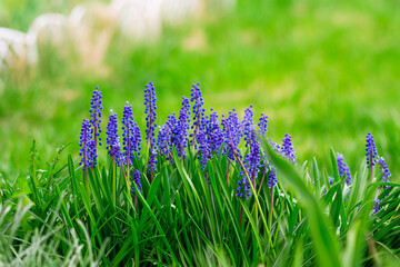 Tender blue muscari flowers in spring garden. Blue flowers. Muscari neglectum. Grape hyacinth. High...
