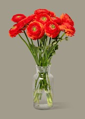 Red ranunculus in glass vase, flower arrangement, home decor