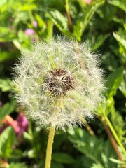 민들레(dandelion)