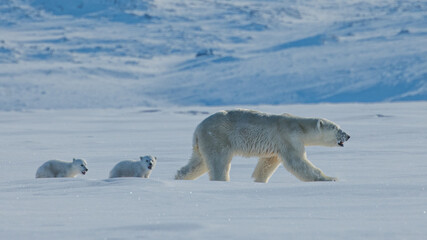 Mother Polar Bear and Her Baby Polar Bears (Cubs) © Oliver