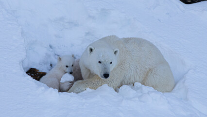 Mother Polar Bear and Her Baby Polar Bears (Cubs)