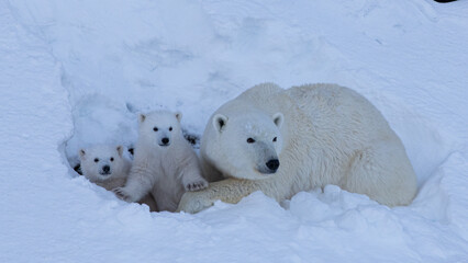 Mother Polar Bear and Her Baby Polar Bears (Cubs)
