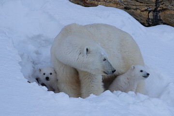 Mother Polar Bear and Her Baby Polar Bears (Cubs) © Oliver