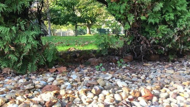 close-up perspective of the pebble stones at the forefront. There is small passage between two thuya trees into the lush green park behind.