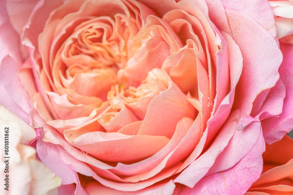 Wall mural pink rose background, flower macro shot