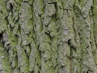 Natural texture of tree bark. Old tree trunk close-up. Natural wood background with bark patterns.