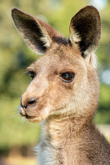 Eastern Grey Kangaroo Joey. The eastern grey kangaroo is a marsupial found in the eastern third of Australia, with a population of several million. It is also known as the great grey kangaroo and the 