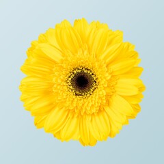 Yellow gerbera flower, closeup shot