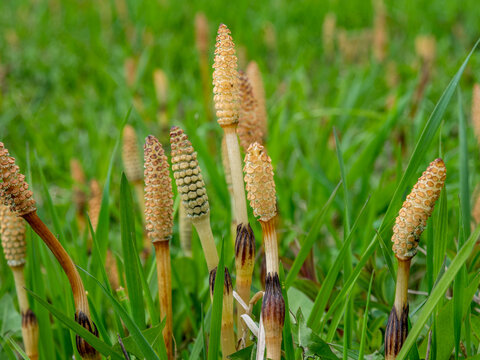Equisetum arvense, the field horsetail or common horsetail. Prehistoric plants. Spring in the wild meadow	