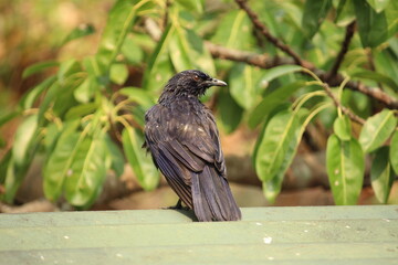 Myophonus caeruleus look wet after bath