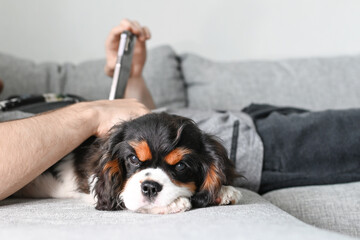 The little Cavalier Charles King Spaniel puppy lies on the bed next to the owner
