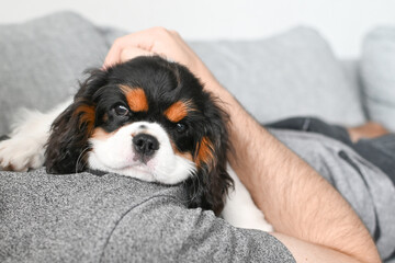 The Cavalier Charles King Spaniel puppy lies on the bed next to the owner