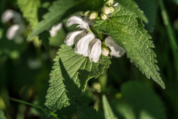White dead-nettle, .Lamium album white flower closeup selective focus - 801820289
