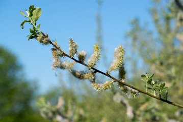 Salix caprea, goat willow catkins closeup selective focus - 801820486