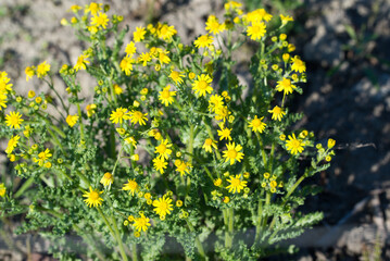 Jacobaea vulgaris, common ragwort yellow flowers closeup selective focus - 801820488