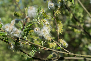 Salix caprea, goat willow catkins closeup selective focus - 801820643