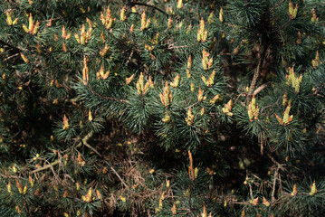 Spring flowering pine tree,.Pinus sylvestris - 801820845