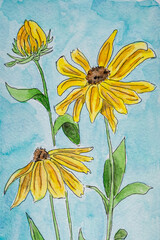 flower on a blue background. Rudbekiya watercolor illustration on a blue background.