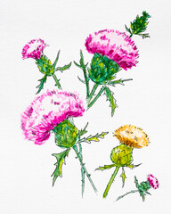 Burdock flowers. Hand drawn watercolor illustration, on white background. Burdock flowers set, medical plant. Hand drawn watercolor illustration.