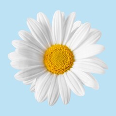 White daisy flower, closeup shot
