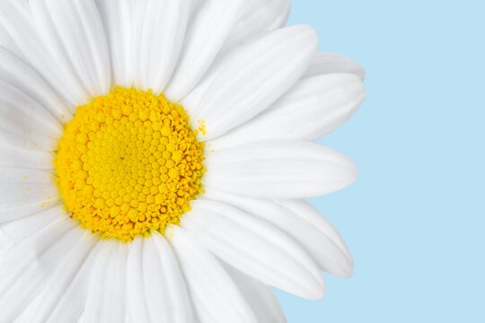 White daisy background, flower macro shot