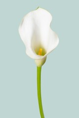 White calla lily flower background, design space