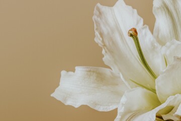 White lily flower background, design space