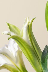 White lily background, flower macro shot