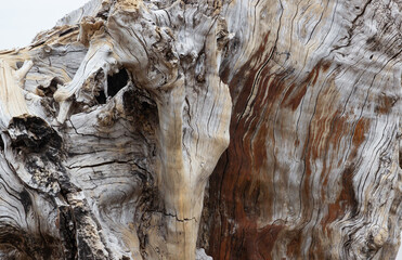Close-up shot of dried Tree Trunk Bark Texture.