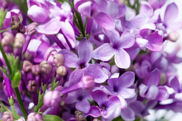Purple lilac background, flower macro shot