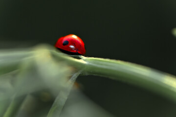 ladybug lady bugs insects mother nature