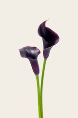 Purple calla lilies background, design space