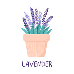 Lavender in a flower pot, hand drawing