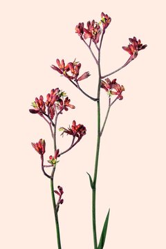 Red flower background, anigozanthos rampaging roy slaven, design space