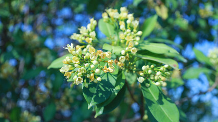 Fagraea fragrans Roxb bloom on tree. Beautiful Tembusu Plant or Kan Krao flowers in the garden on...