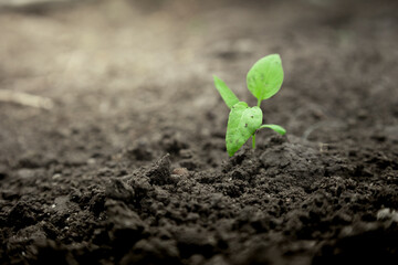 young green sprout coming out strong from the soil. small green sprout organic growth  , represants...