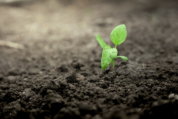 young green sprout coming out strong from the soil. small green sprout organic growth  , represants agriculture, farming, enviroment, hope and growth.