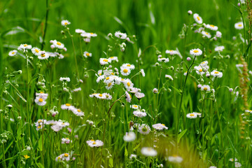meadow with flowers