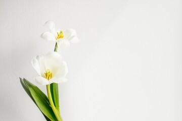 White tulips border, flower background, design space