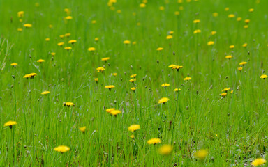 grass and dandelions