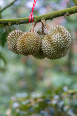 durian on tree