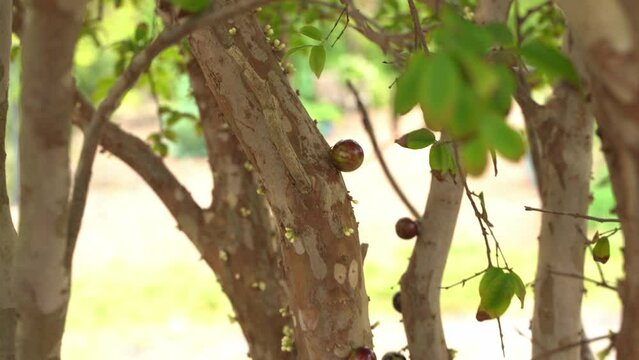 Rack focus shot of Jaboticaba young tree with flowers starting to bloom in season fruit Plinian grapelike