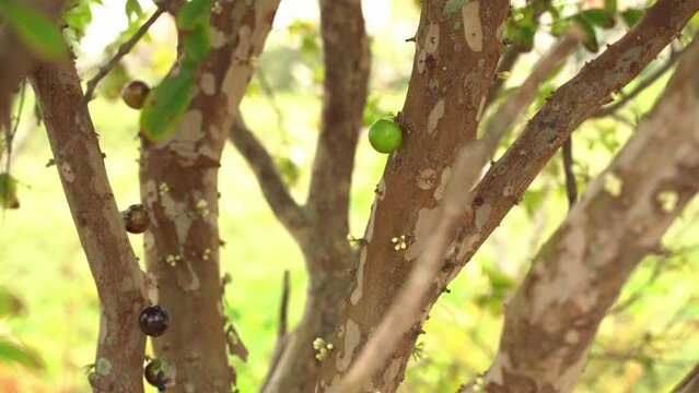 Close up of green Jaboticaba young tree with flowers starting to bloom in season fruit Plinian grapelike