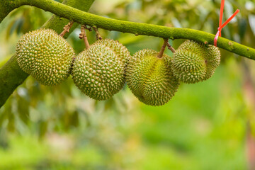 Close-up of durian fruit hanging from a tree branch in a Thai market