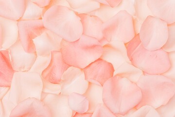 Pink flower petals background, design space